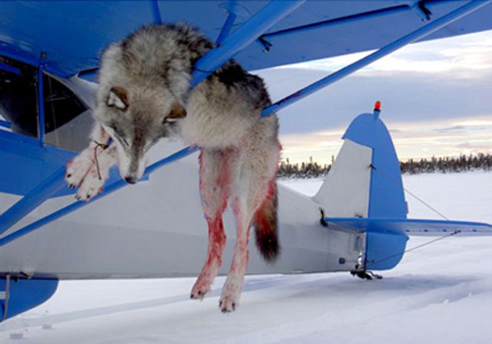 Take Action to Help Alaska's Wolves
