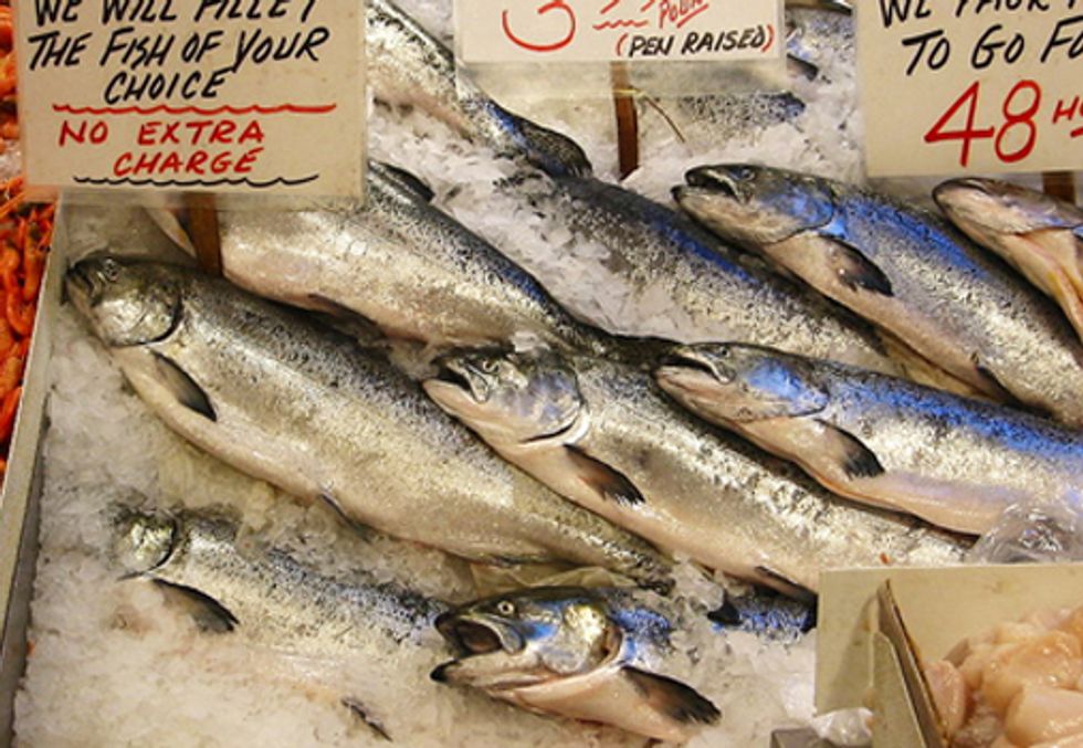 Virus Confirmed in AquaBounty’s Genetically-Engineered Salmon