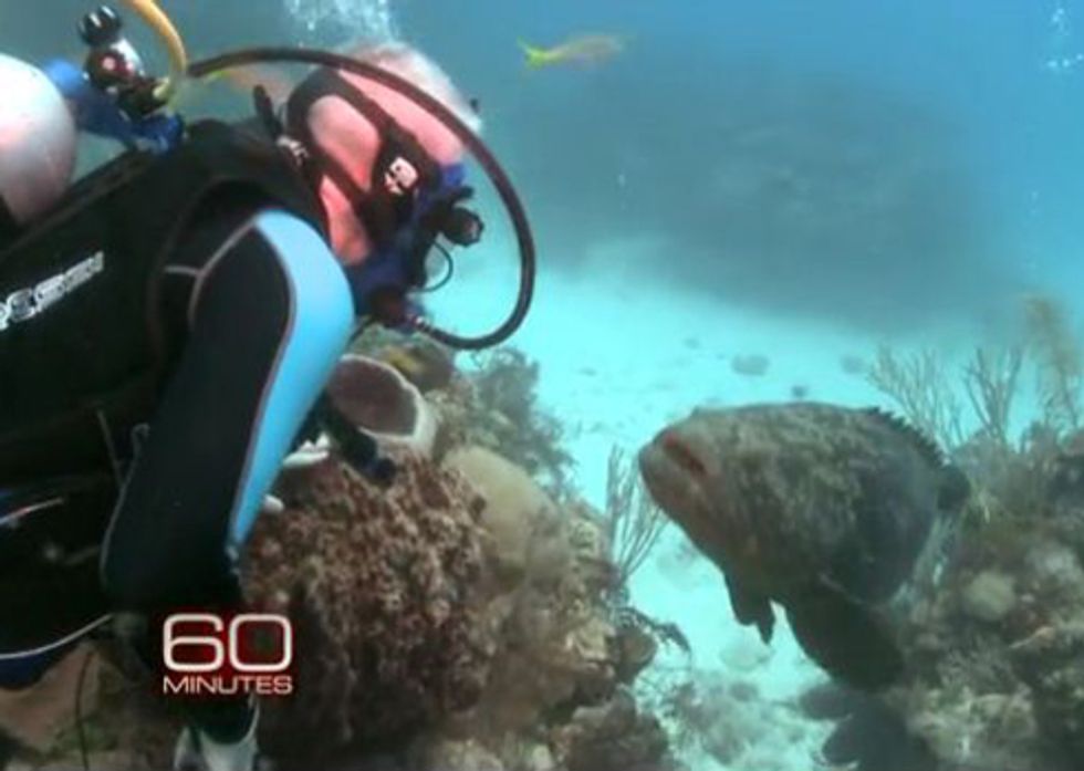 60 Minutes Highlights Assault on Planet's Reefs