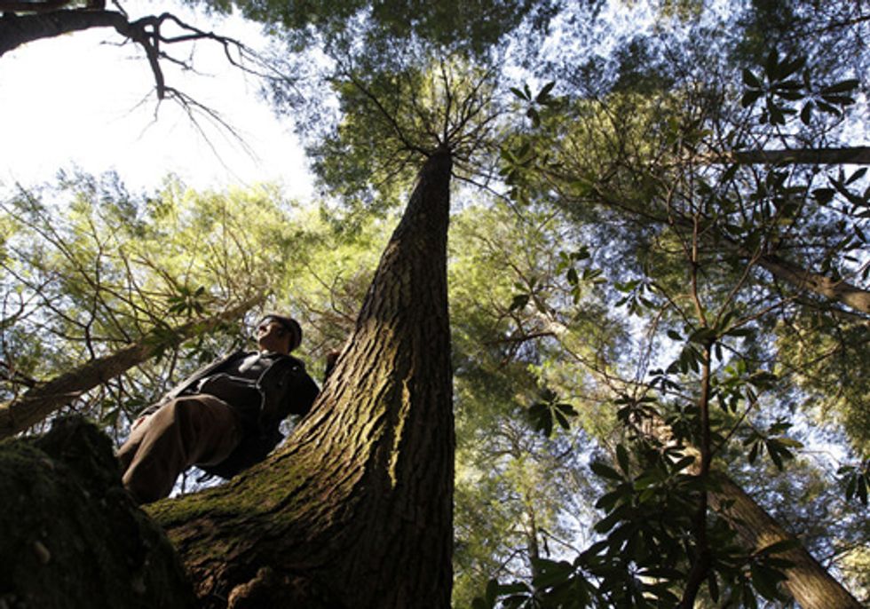 Burning Wood for Power Threatens Forests