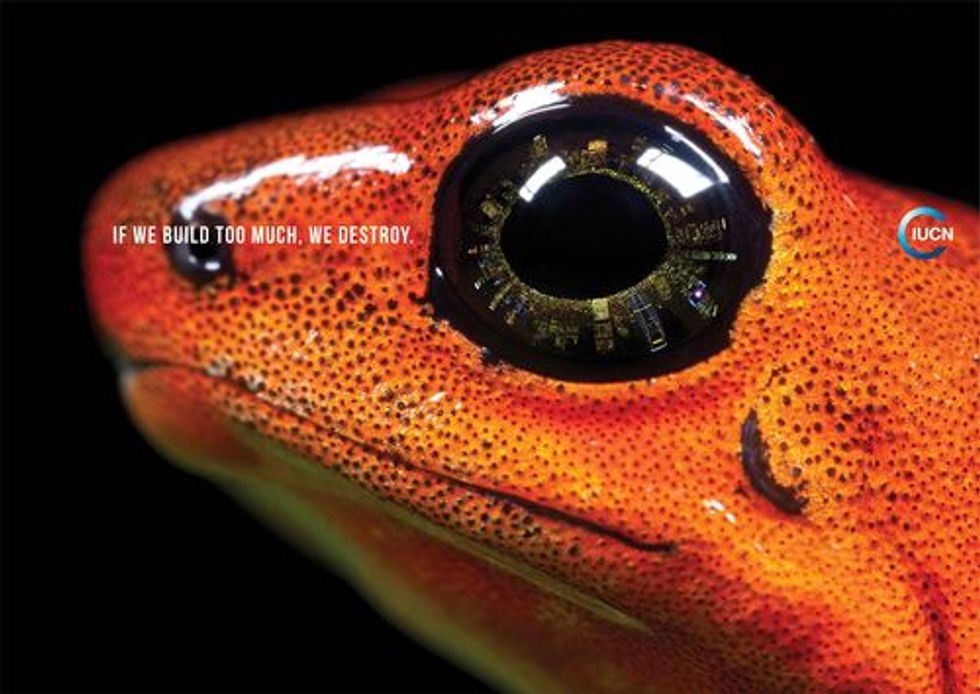 New Mobile App Features the Amazing World of Frogs