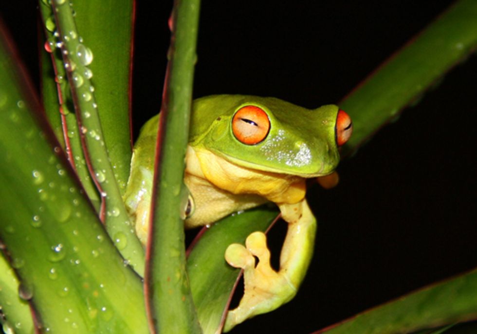 San Francisco Mayor Gives Endangered Frogs the Death Sentence