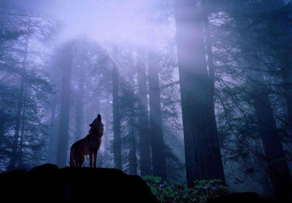 U.S. Fish and Wildlife Service Strips Great Lakes Wolves of Protection