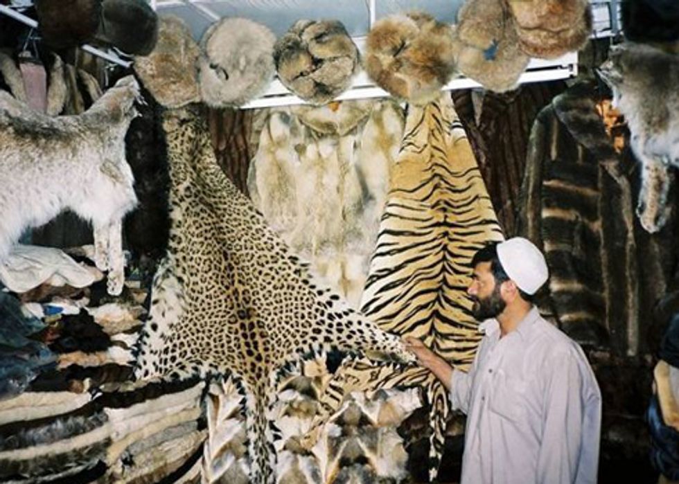 Video Highlights Consequences of Illegal Wildlife Trade for Military Personnel