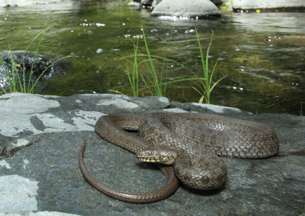 Endangered Species Act Celebrates 38th Birthday—Survival of Two Snakes Depends on It