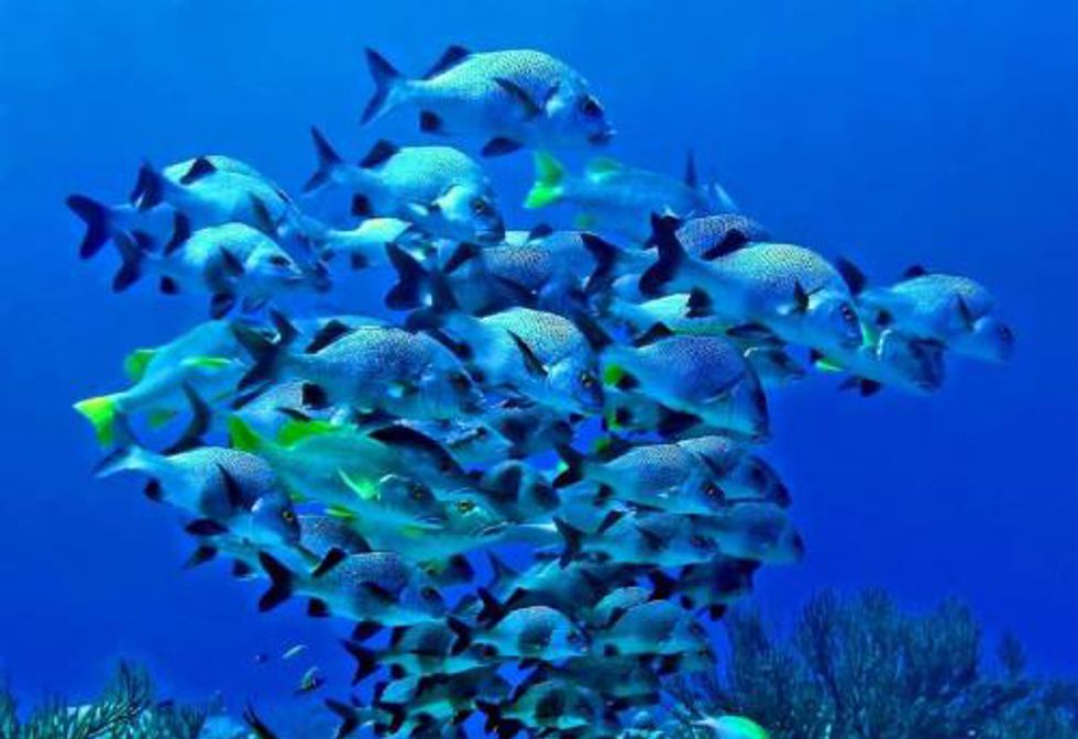 Protections Finalized for 132 Caribbean Fish Species