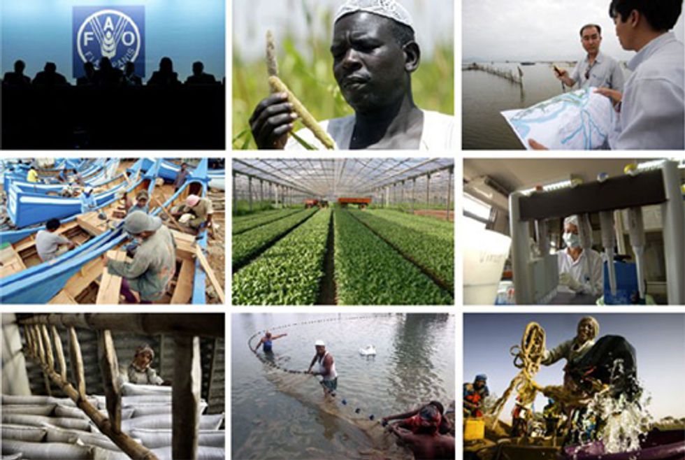 A Busy Year for the Food and Agriculture Organization