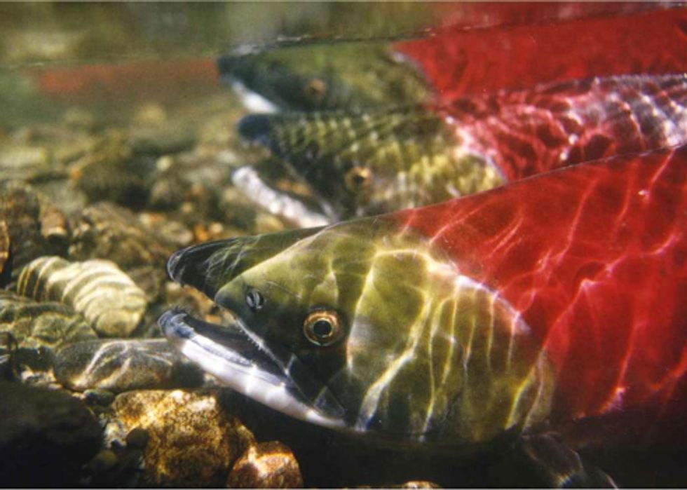 Last Day to Act for Northwest Salmon