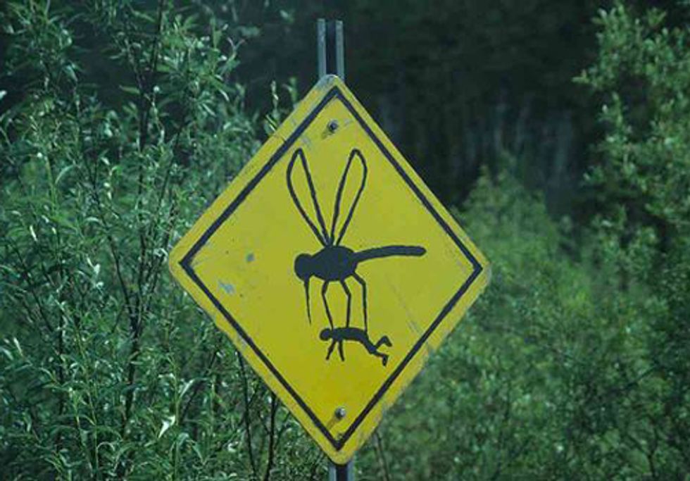 Controversial Release of Genetically Engineered Mosquitoes Delayed