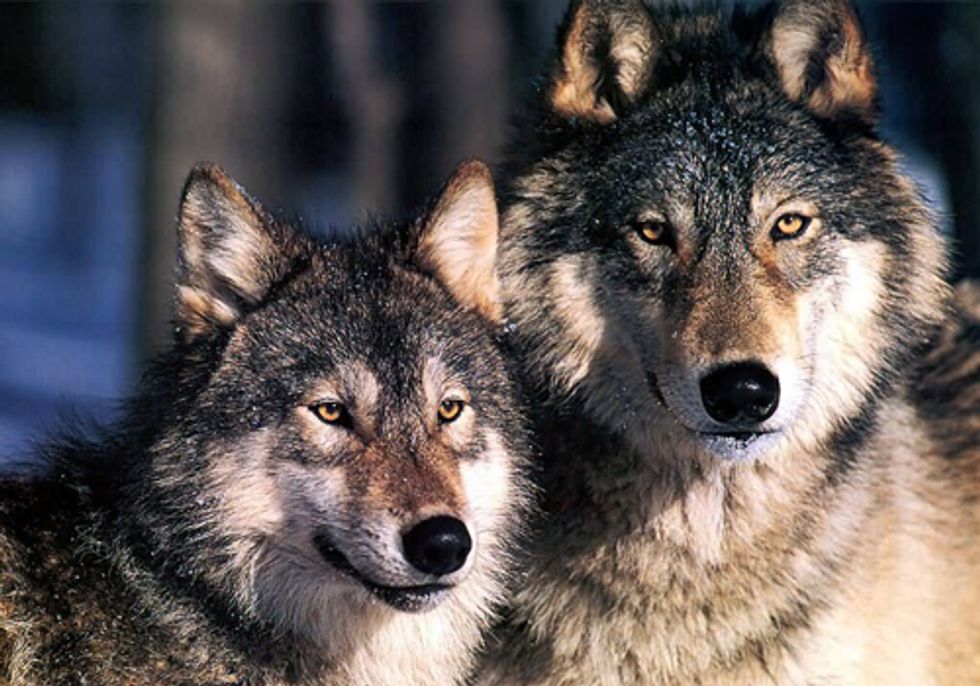 States Continue to Undervalue Wolves