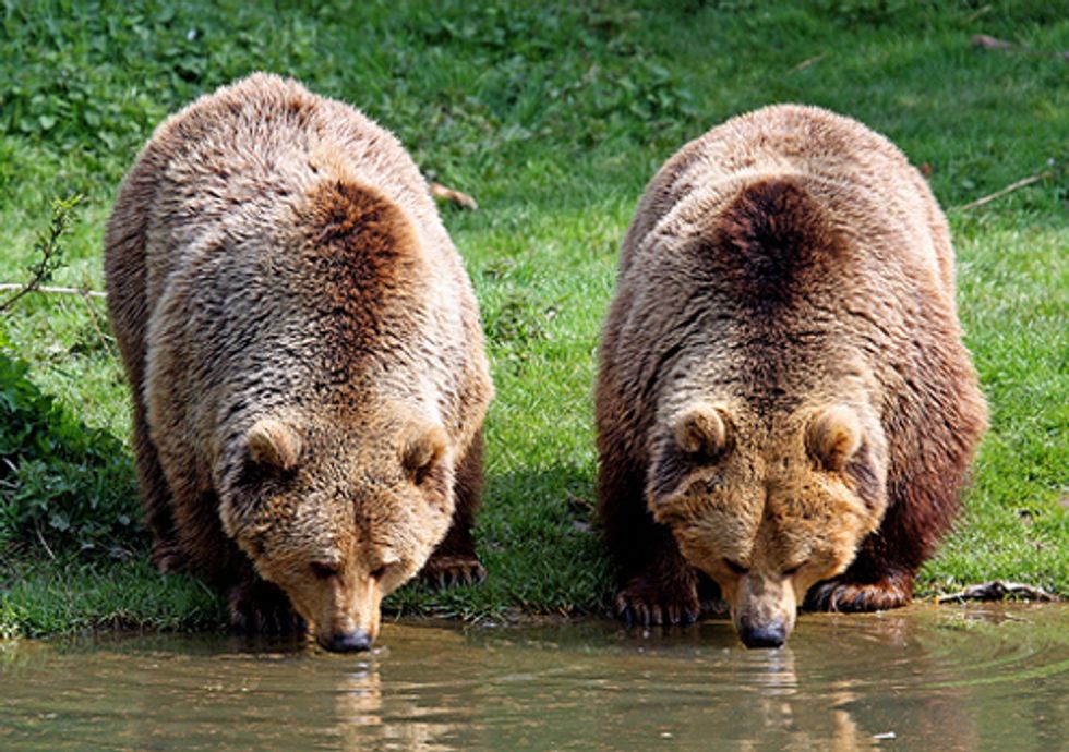 Good News for Wild Carnivores in Romania