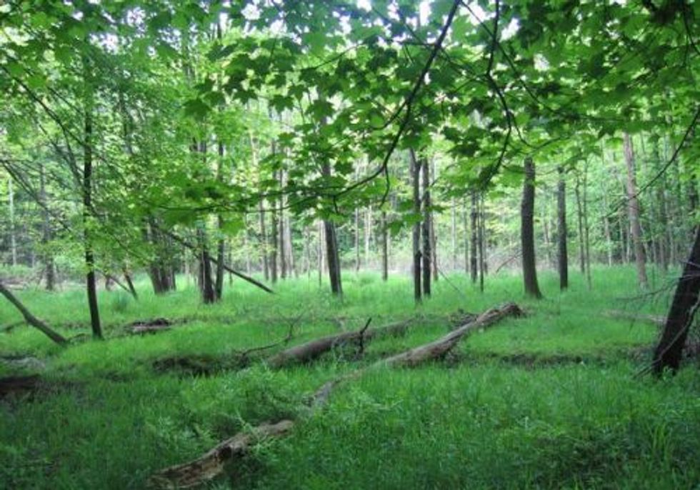 Forest Forum for Big Creek Watershed