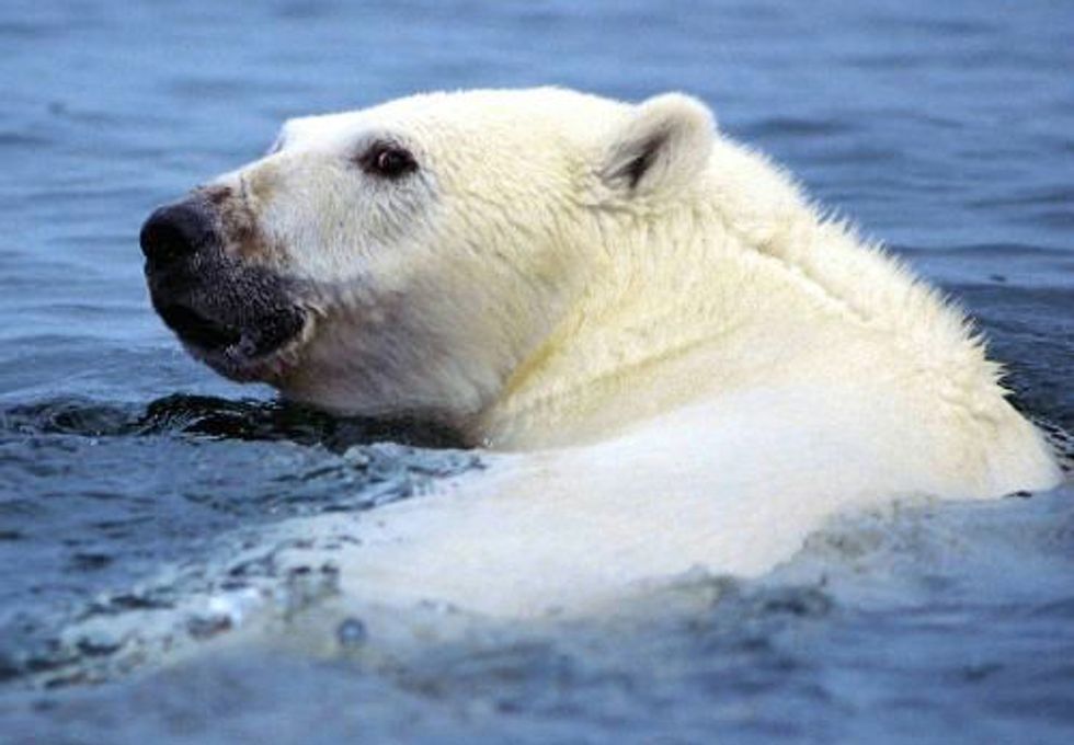 Voice Your Support to Protect America’s Arctic Ocean