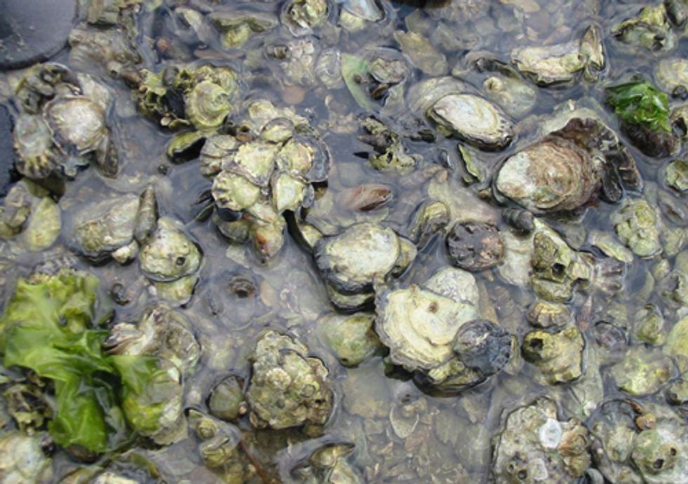 Ocean Acidification Threatens Puget Sound