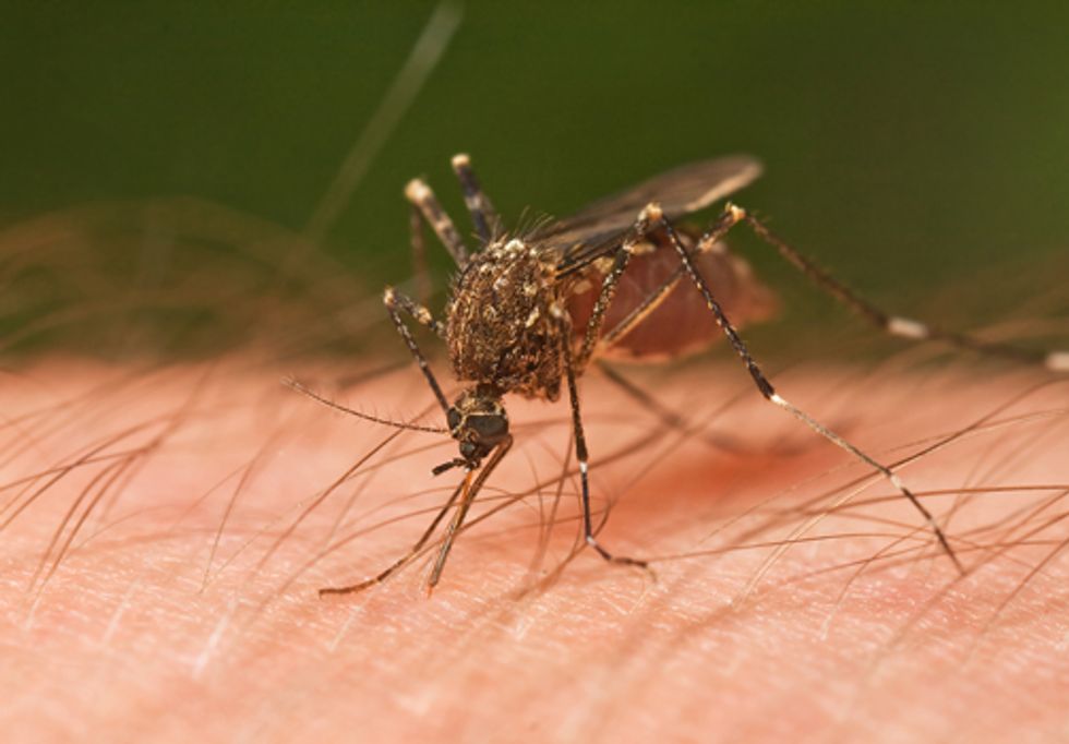 Genetically Modified Mosquitoes' Survival Rate Concealed