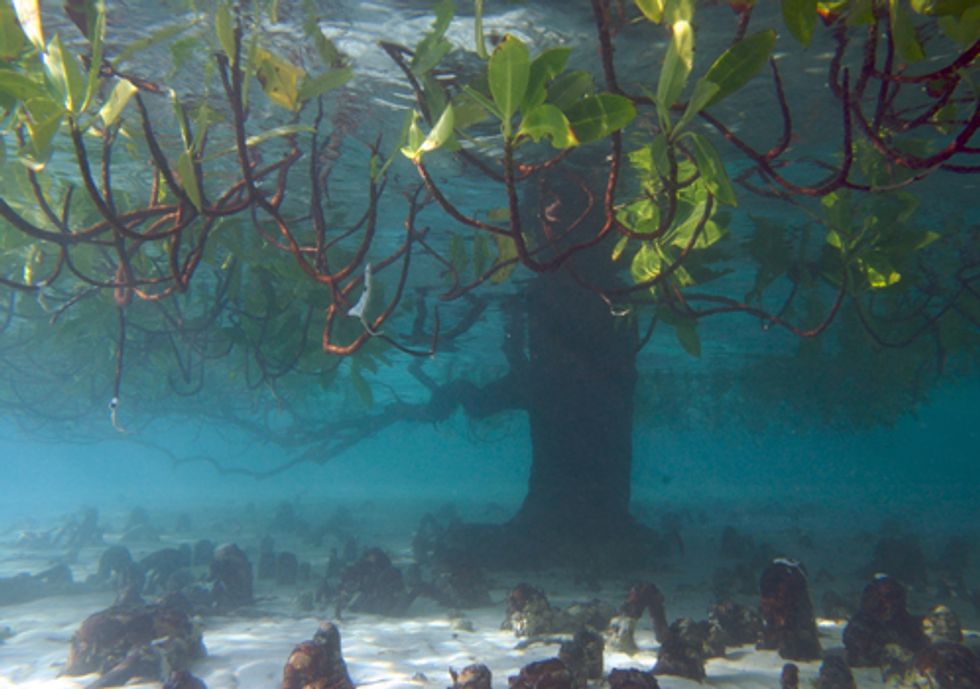 More Recognition Needed for Blue Carbon’s Role in Curbing Climate Change