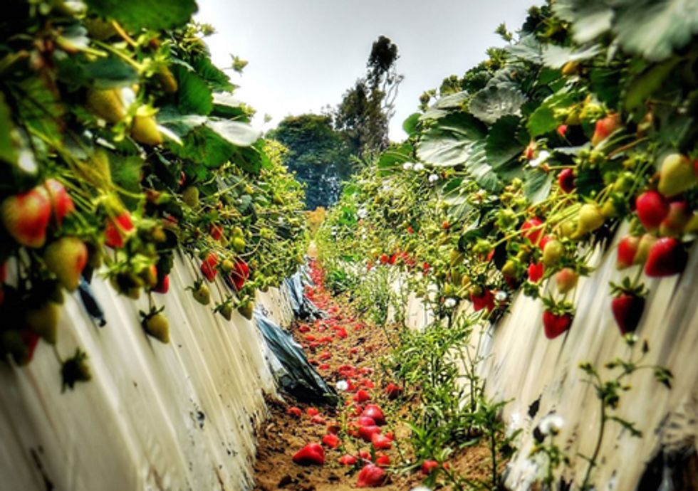 Toxic Strawberry Pesticide on Trial