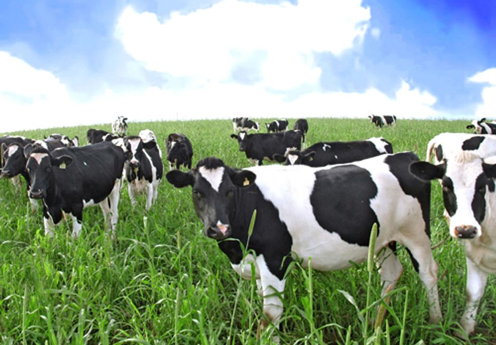 Cornell Study Links Fracking Wastewater with Mortality in Farm Animals