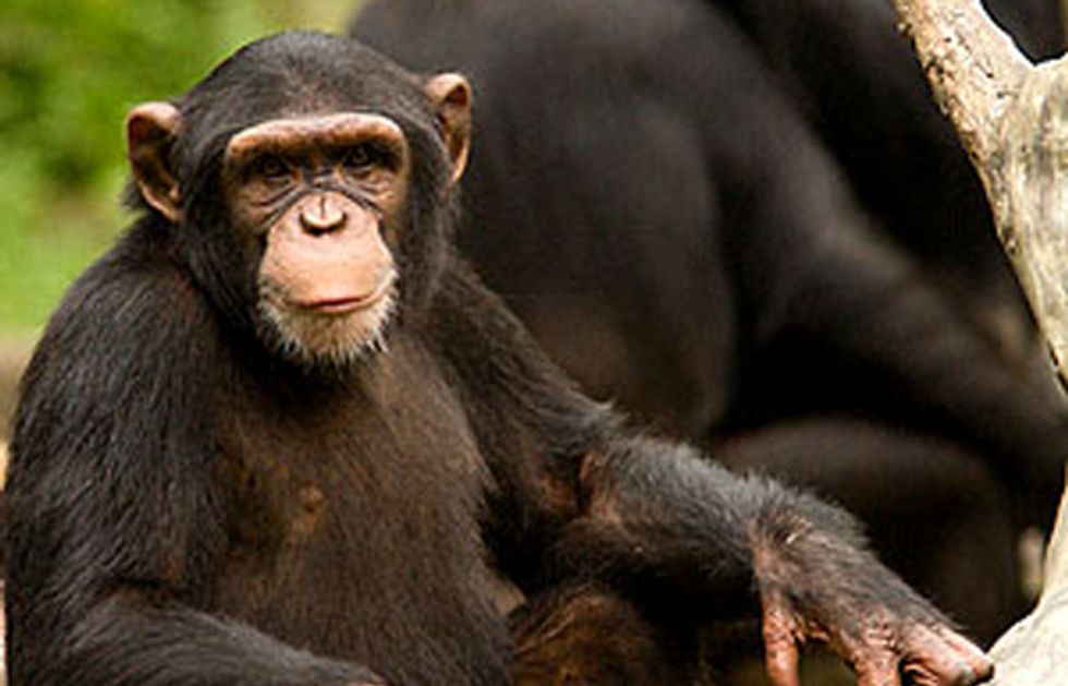 Help Close a Deadly Loophole to Protect Chimpanzees