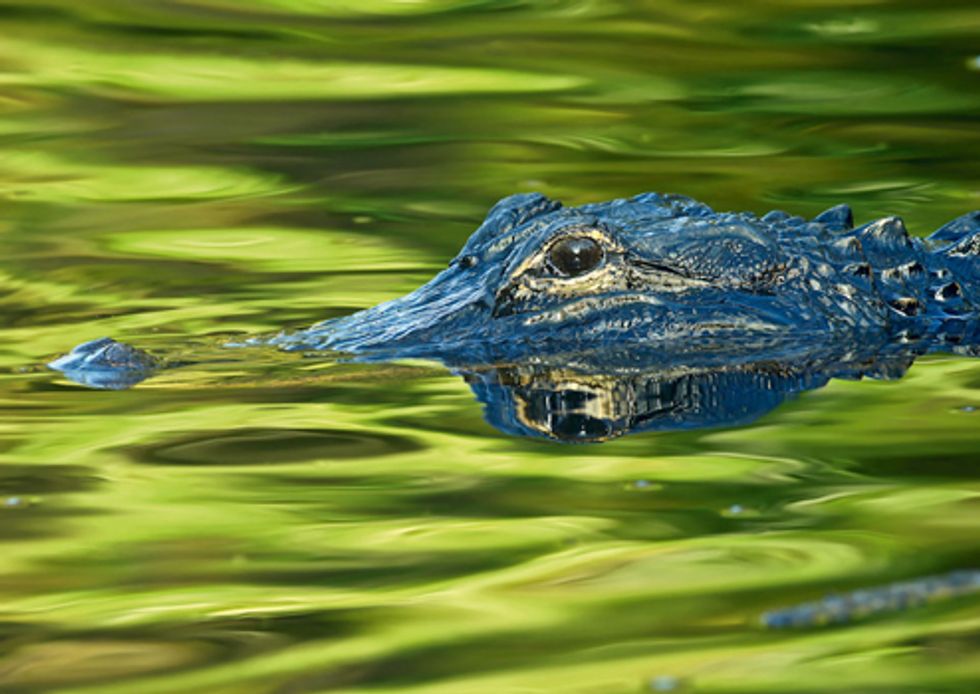 Explorers Launch Thousand-Mile Trek from Everglades to Okefenokee