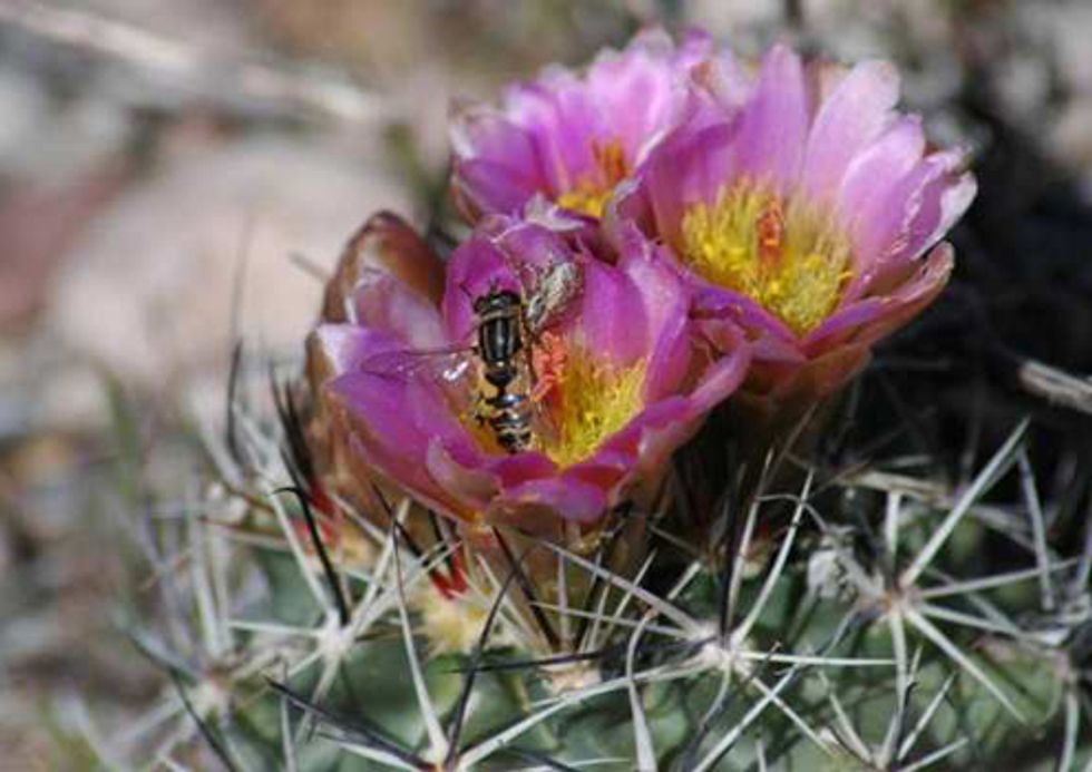 How Dirty Energy Drives Wildlife to the Brink