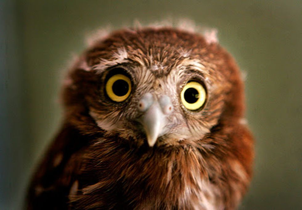 Help Save Endangered Species by Signing this Petition