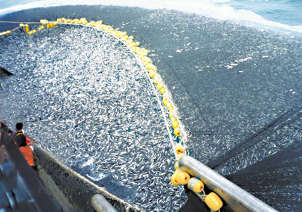 Free-for-All in Southern Pacific Decimates Fish Stocks