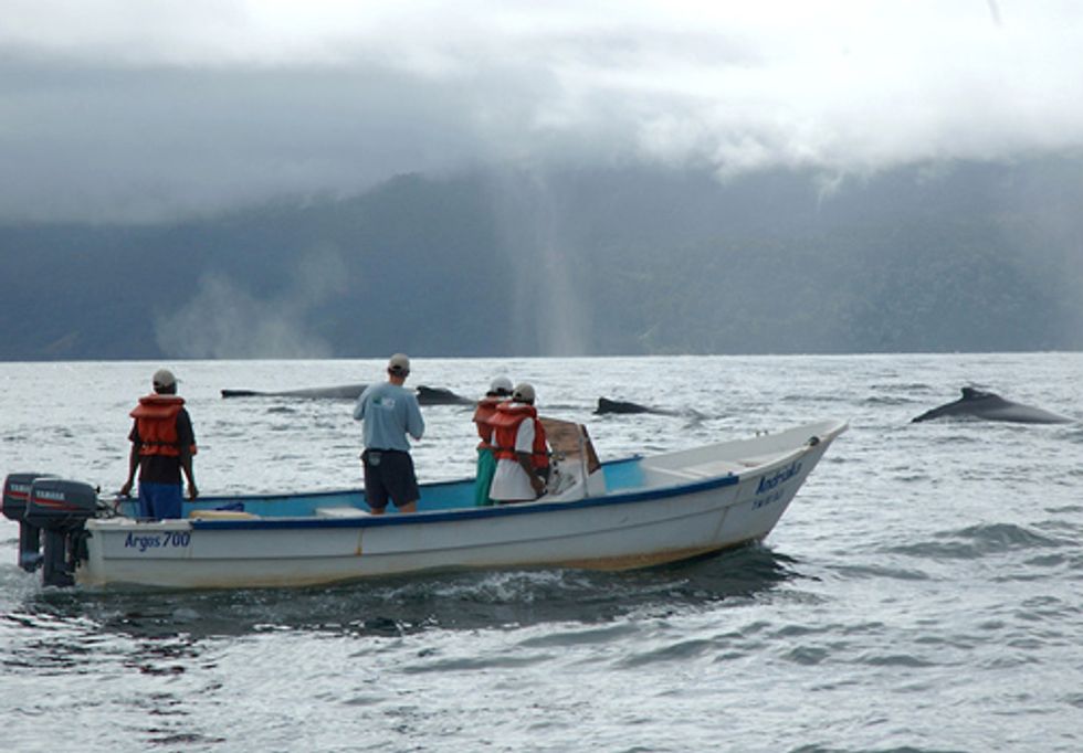 Marine Mammals on the Menu in Many Parts of World