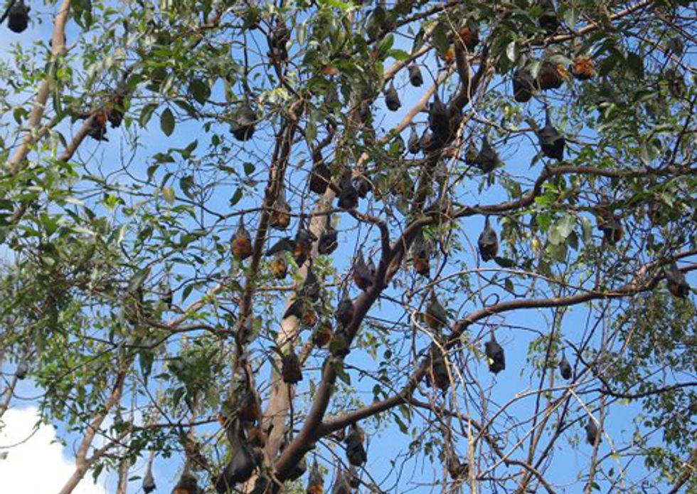 Mercury Accumulation Found in Many Land Based Species