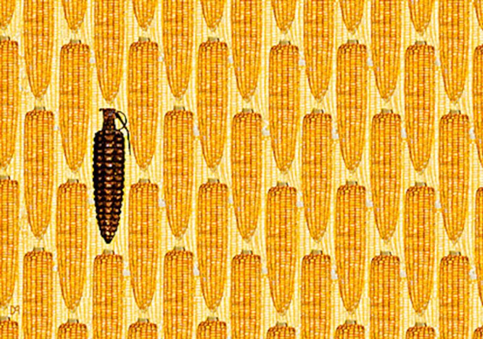 GMO Corn’s Looming Disaster