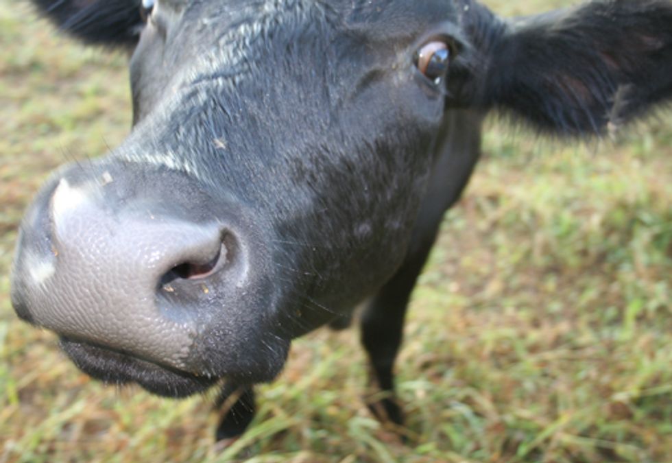 U.S. EPA Needs to Honor Agreement To Track Animal Factories