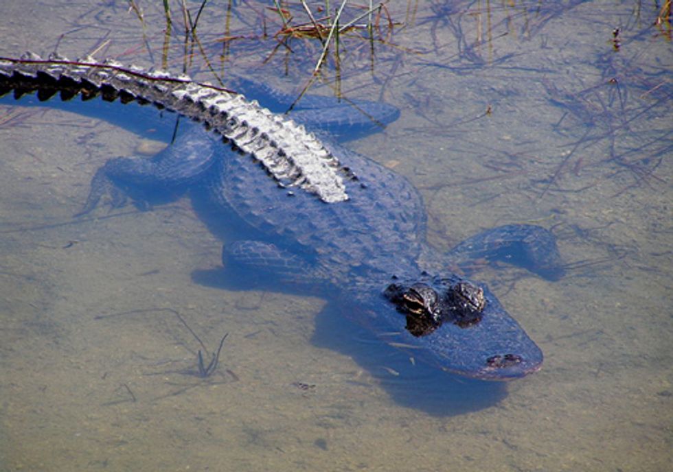 The Top 10 Endangered Places in the Southeastern U.S.