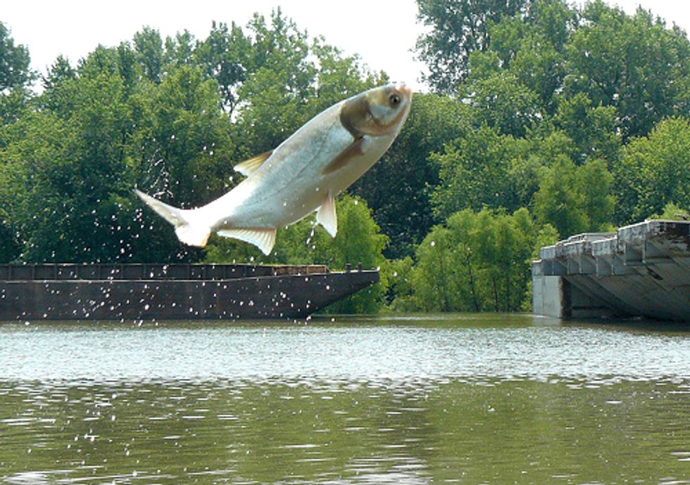 Asian Carp Invasion Can Be Stopped by Separation
