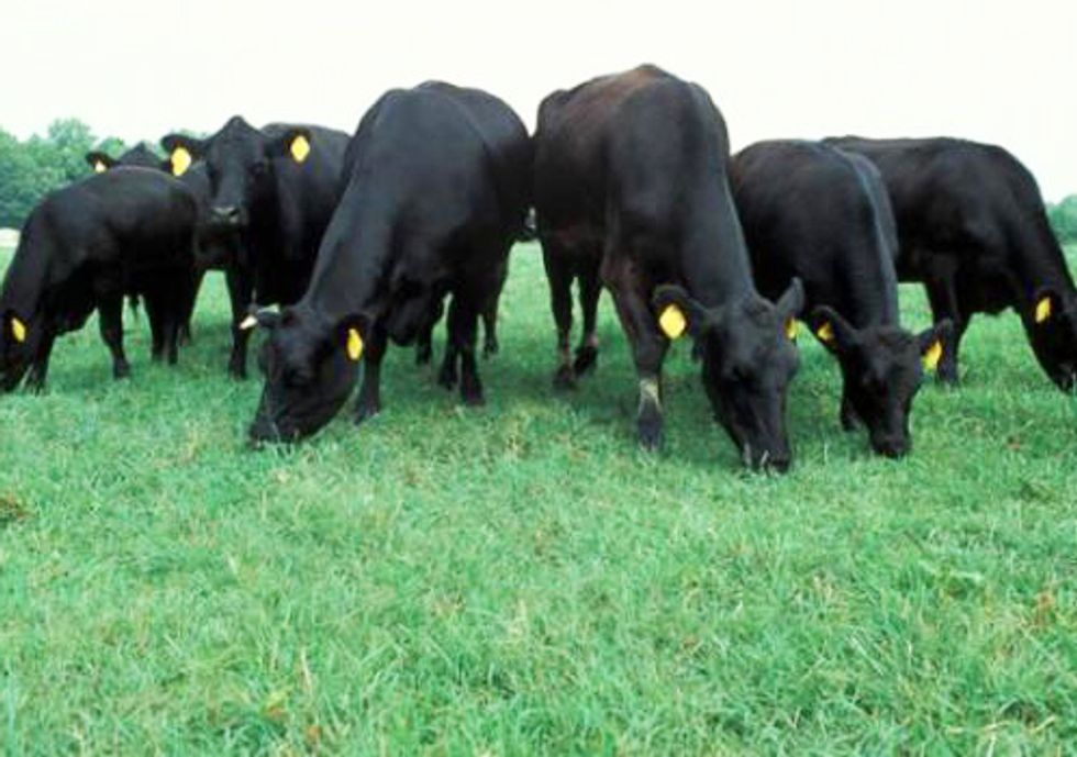 Obama Continues Destructive Federal Grazing Subsidy