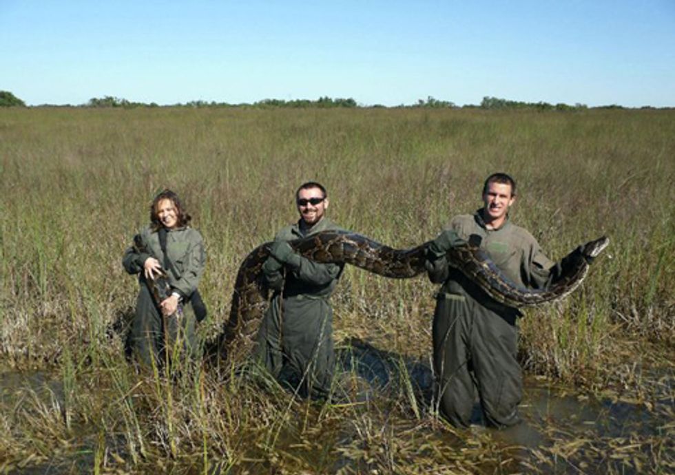 In Florida, What Will Be the Next Python?