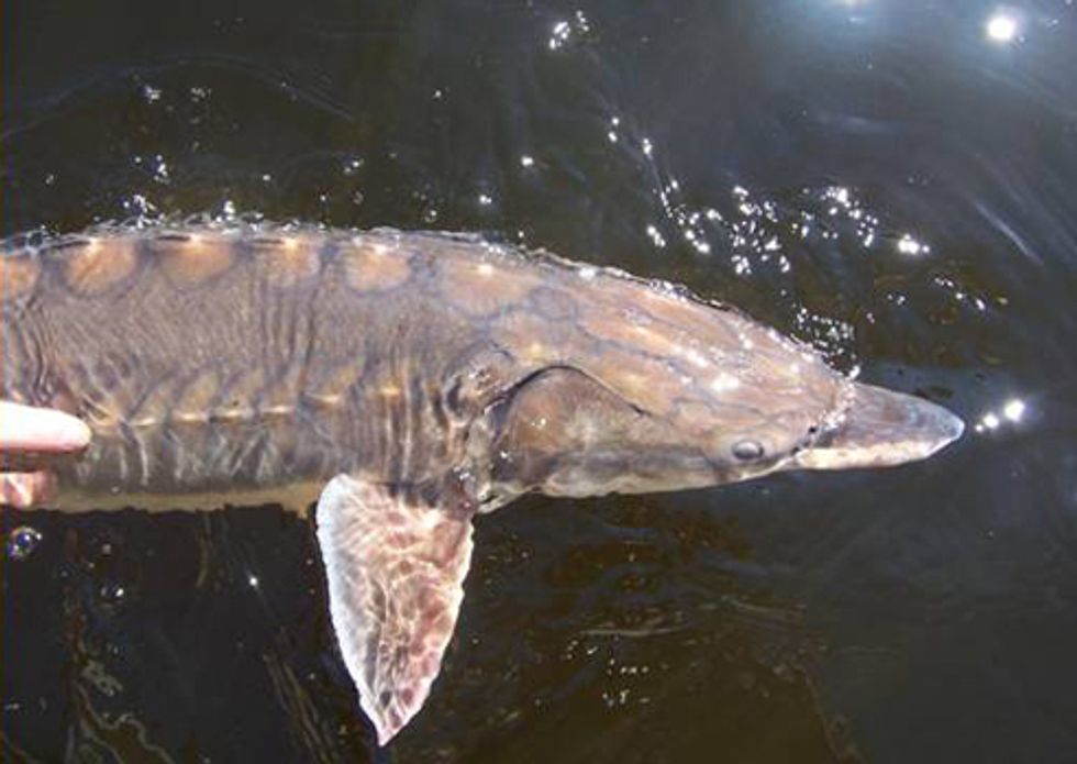 Delaware River Atlantic Sturgeon Get Protection under Endangered Species Act