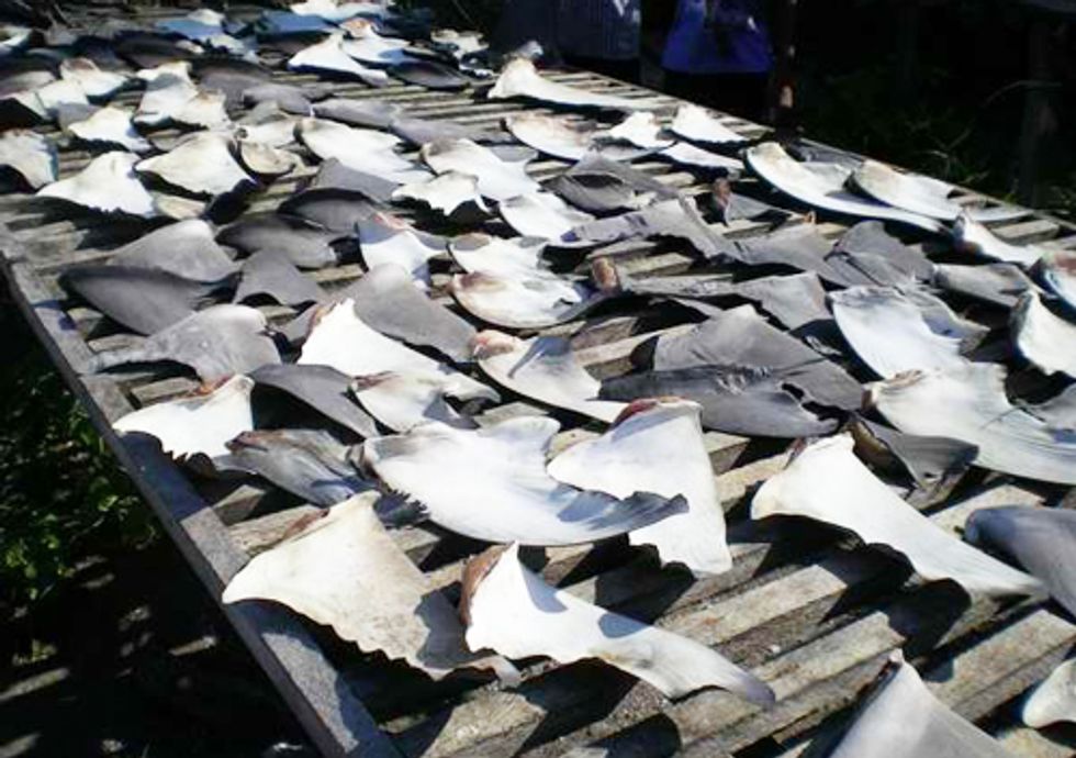 Maryland Joins East Coast Movement to Ban Shark Fin Trade