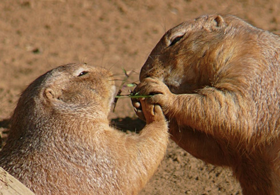 It's 'Prairie Dog Day' in the West—State and Federal Conservation Report Cards Are Out