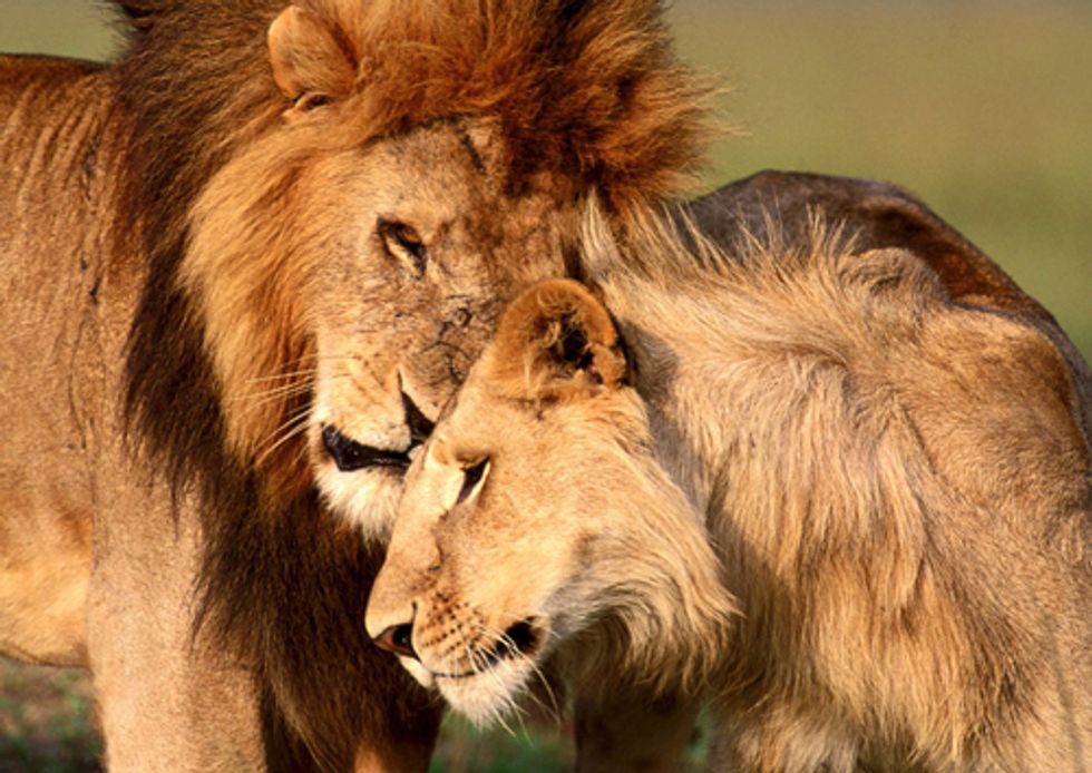 10 Most Bizarre Ways Nature Finds Love in the Wild