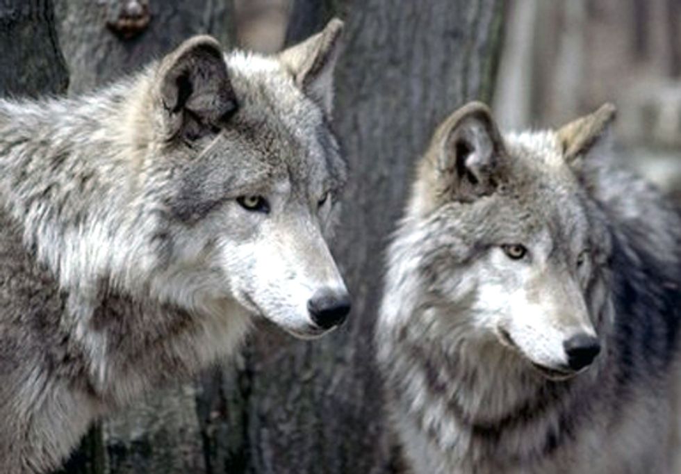 Canadian Officials Poison Wolves for Tar Sands Development