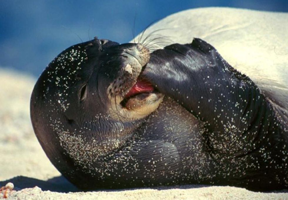 ACTION: Help Protect Hawaiian Monk Seals