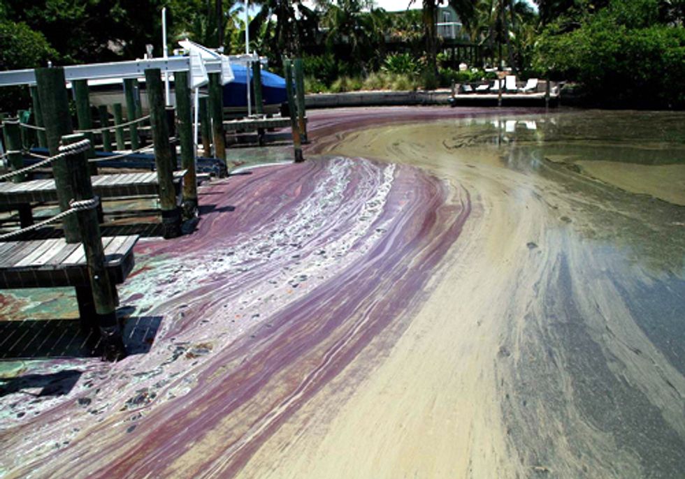 ACTION: Pollution Is Not Progress for Florida's Waterways