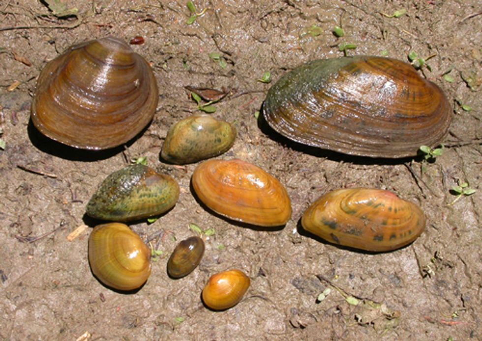 Two Freshwater Mussels Listed as Endangered Species