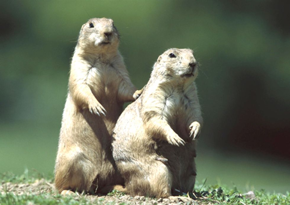 Legislation Could Force Nebraska Landowners to Poison Wildlife