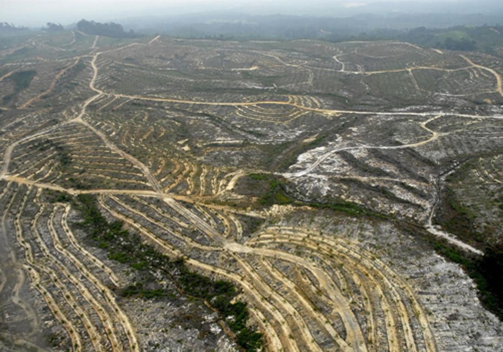 Asia Pulp & Paper Certifiers Distance Themselves from Sustainability Claims