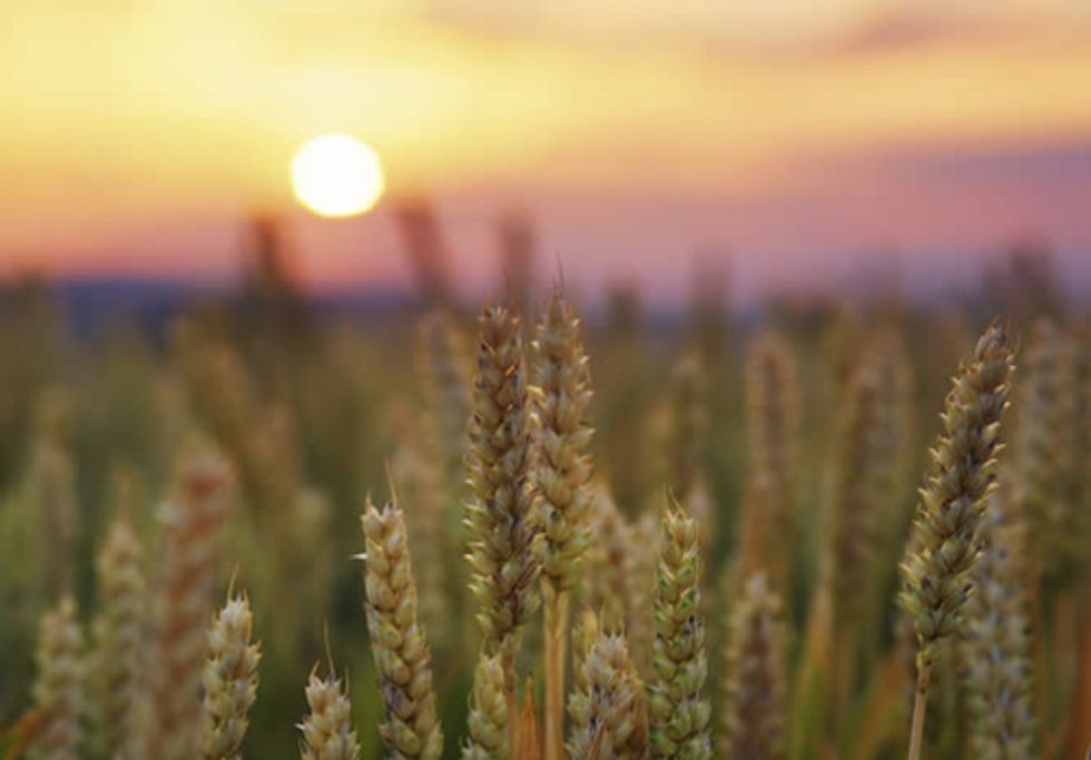 Growth-Based Global Economy Overwhelms Environmental Health