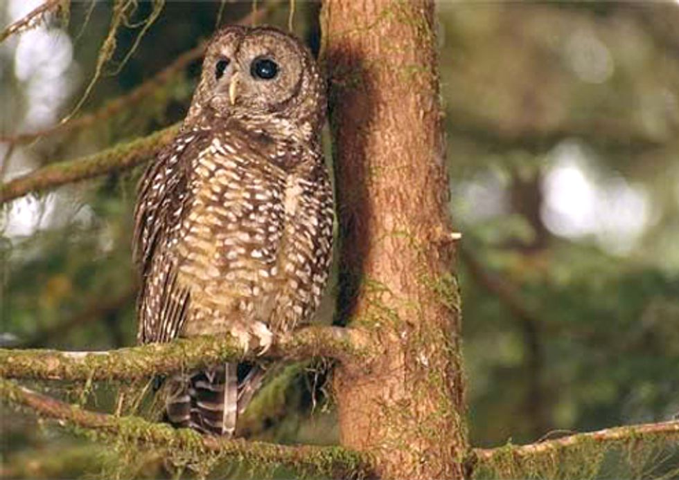 Logging Threatens to Eliminate Spotted Owls of British Columbia