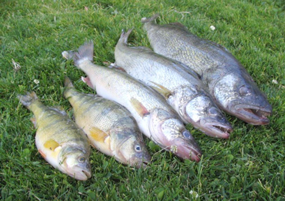 Mercury in Newborns Likely from Mothers Eating Contaminated Fish