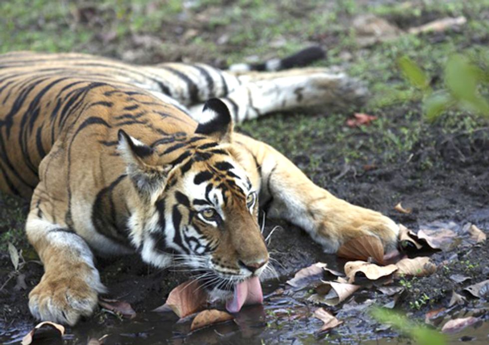 Smart Green Infrastructure Takes Center Stage at Malaysia Tiger Forum