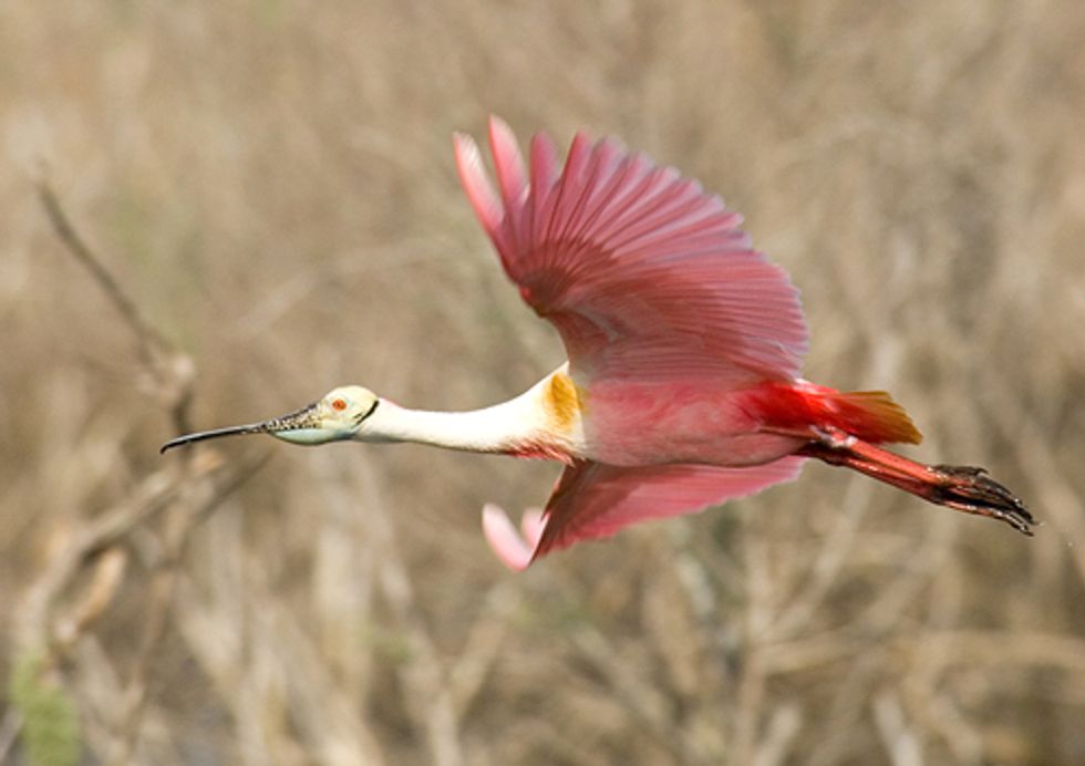 A Vanishing Ecosystem Southwest Of Houston Gains Protection